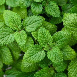 Melissa Type Essential Oil, Melissa Type Oil