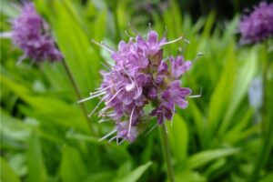spikenard essential oil