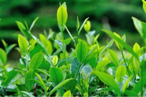 Tea Tree Oil