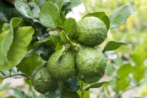Bergamot Essential Oil