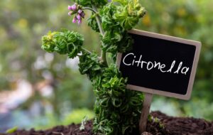 Citronella Essential Oil