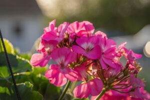 Geranium Essential Oil
