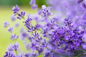 Lavender Essential Oil