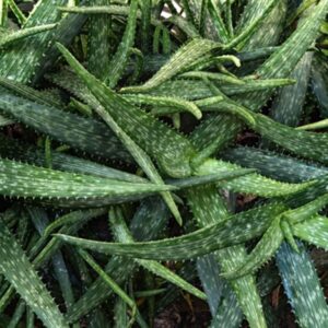 aloe vera plants