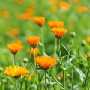 calendula flowers