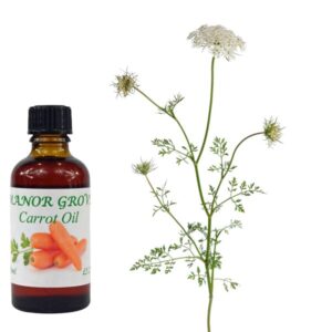 carrot oil