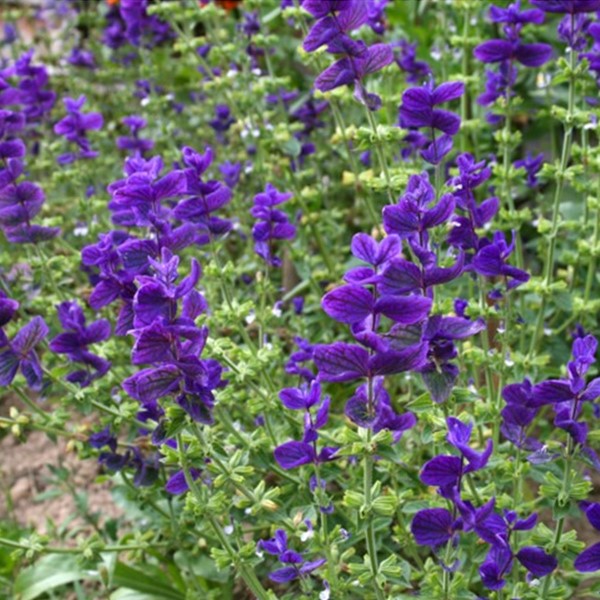 clary sage essential oil