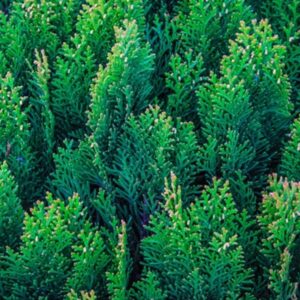cypress essential oil