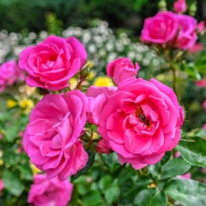 English rose