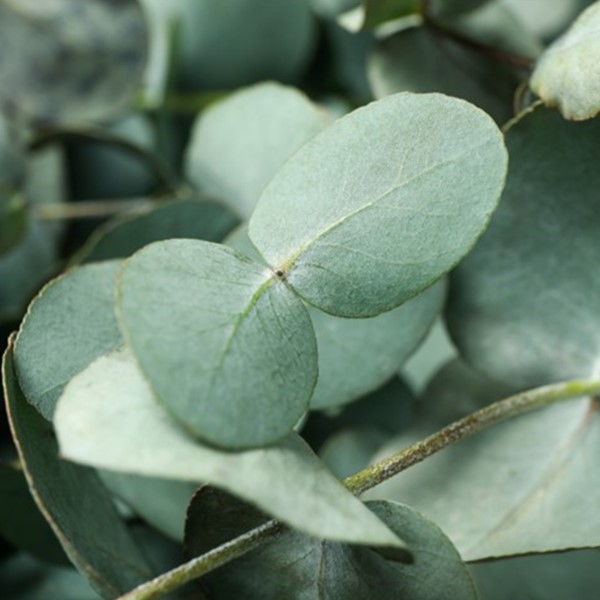 Eucalyptus Gel