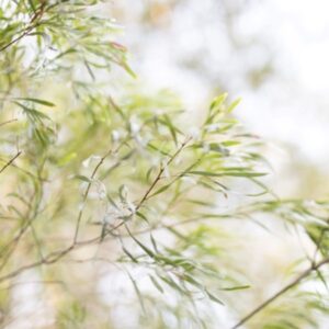 eucalyptus lemon essential oil