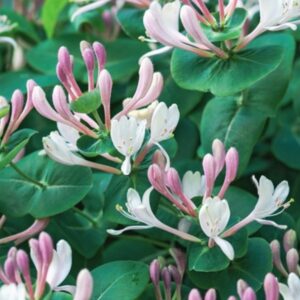honeysuckle fragrance