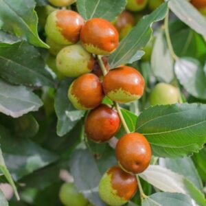 jojoba carrier oil