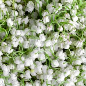 lily of the valley