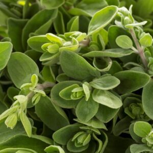 Marjoram Essential Oil, Marjoram Oil