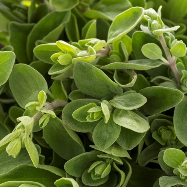 Marjoram Essential Oil, Marjoram Oil