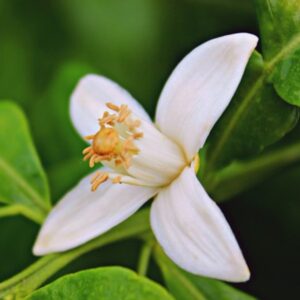orange blossom water