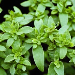 oregano oil