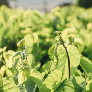 patchouli oil