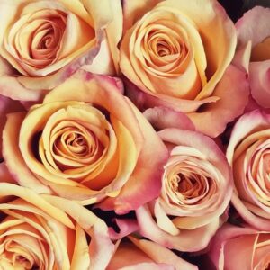 rose essential oil