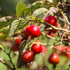 Rosehip carrier oil