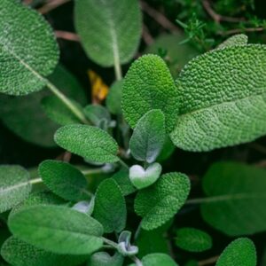 Sage Dalmatian Essential Oil