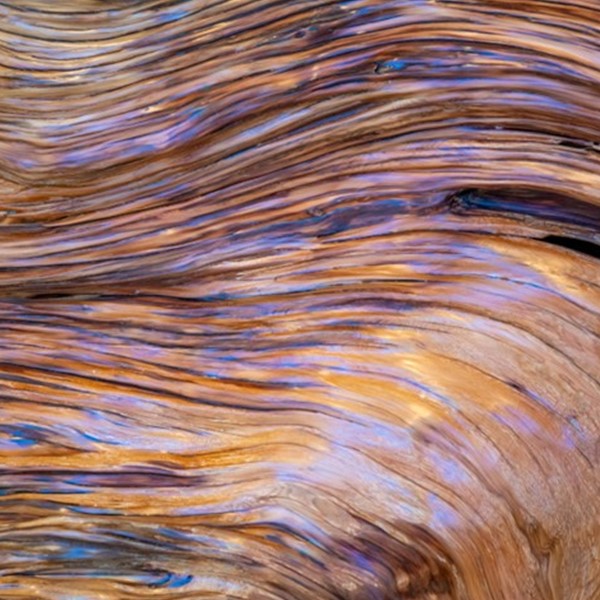Sandalwood Essential Oil