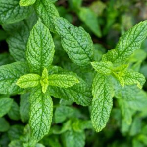 spearmint leaves