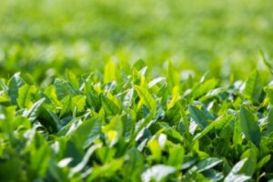 Tea Tree Essential Oil
