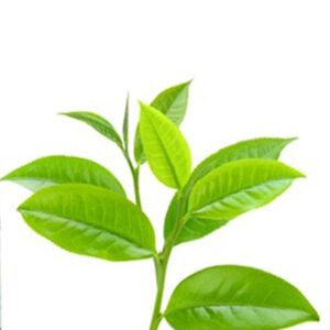 Tea Tree Essential Oil, pure essential oils