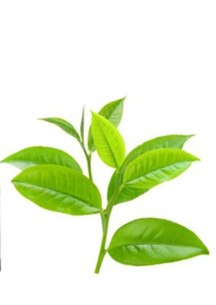Tea Tree Essential Oil, pure essential oils
