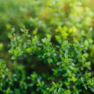 thyme white leaves