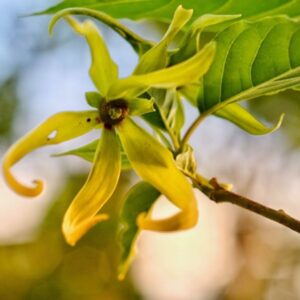Ylang Ylang Essential Oil, Ylang Ylang Oil