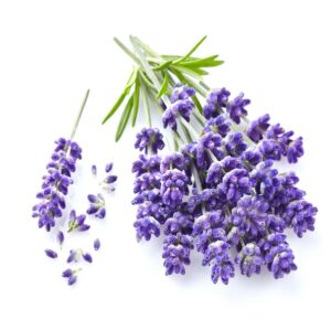 Lavender Floral Water